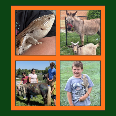 Animals 